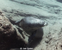 A Monk Seal at Vertical Awareness Nihau,HI by Joe Quinn 